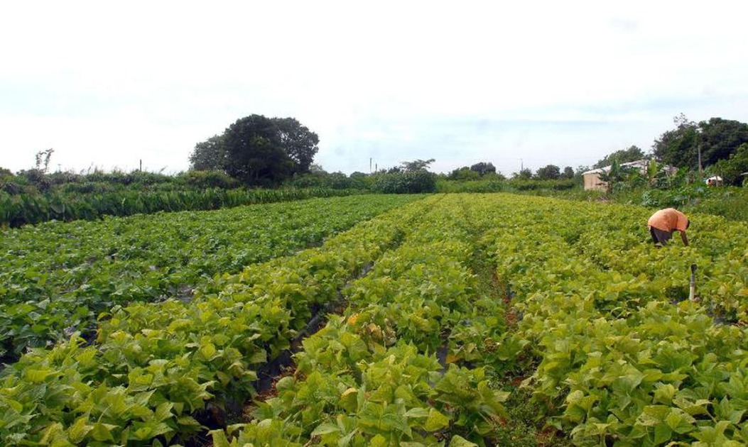 Produtores rurais de Araraquara e região podem se inscrever em programa de aumento de faturamento