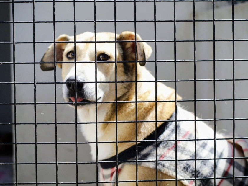 Araraquara tem campanha de adoção de animais neste sábado