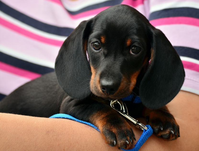 Shopping Jaraguá tem campanha de adoção de animais neste sábado