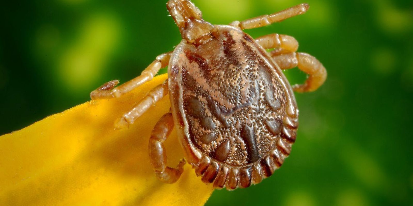 Saiba o que é febre maculosa e quais os sintomas