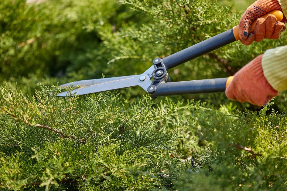 Fatec de Araraquara promove um curso totalmente gratuito de jardinagem