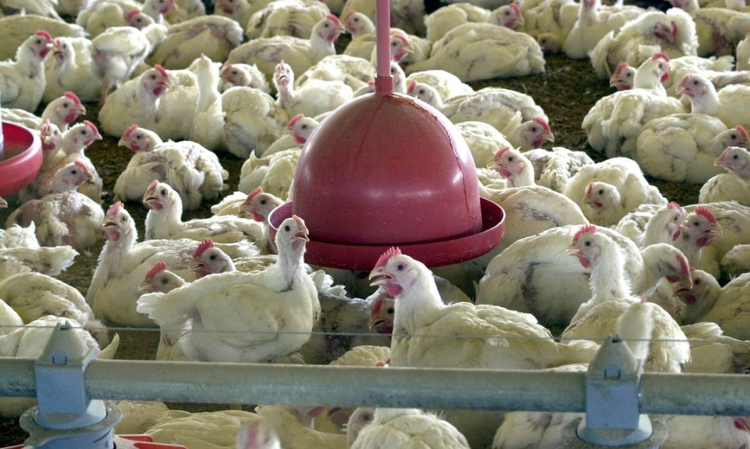 Granja abre 20 vagas de emprego em Araraquara; não há necessidade de experiência