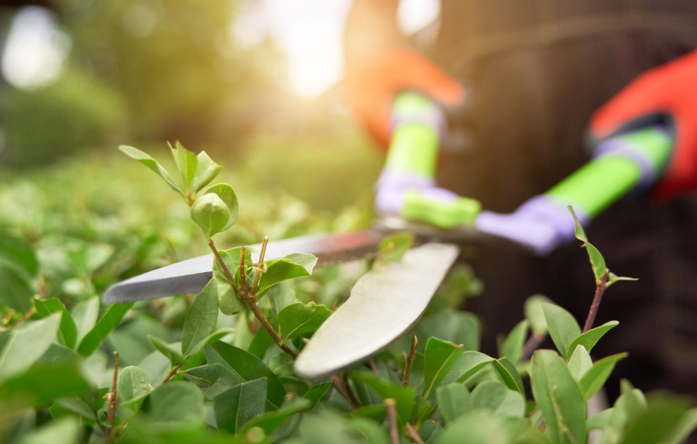 Nova Profissão? Inscrições abertas para curso gratuito de Jardinagem em Araraquara