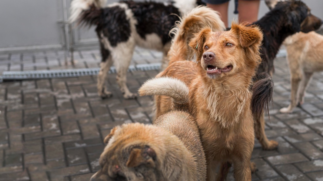 Ataques de cães em Araraquara preocupa moradores; 'tutores são responsáveis'