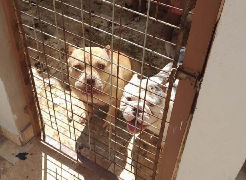 Bem-estar Animal fiscaliza e multa canil clandestino no Yolanda Ópice