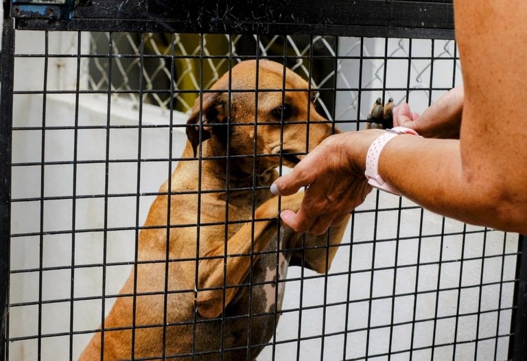 Parque Infantil recebe Campanha de Adoção de Animais neste sábado (2)