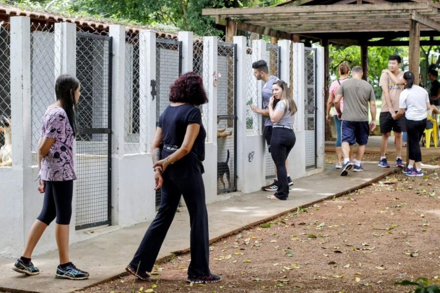 Sábado (16) tem mais uma Campanha de Adoção de Animais em Araraquara