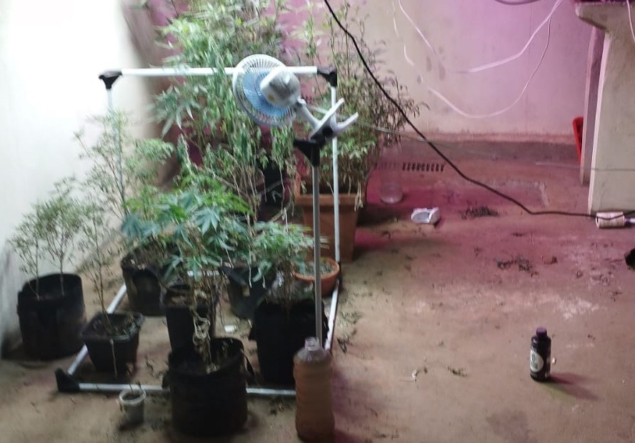 12 pés de maconha são flagrados em residência de Araraquara