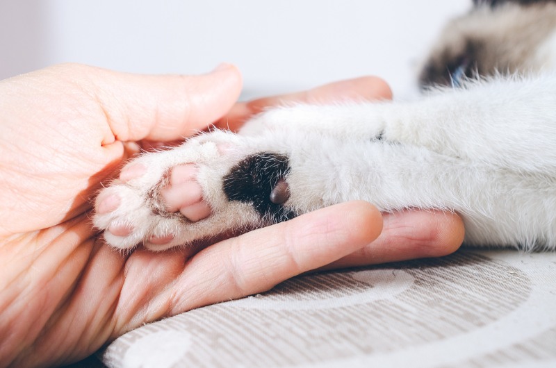Moradora alerta casos de envenenamento de gatos no Maria Luiza; ‘minha gata não sobreviveu’