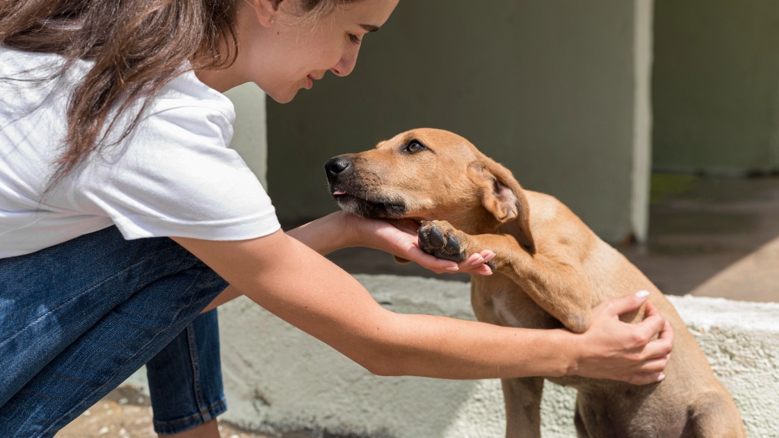 Sábado (7) tem Campanha de Adoção de Animais no Parque Infantil