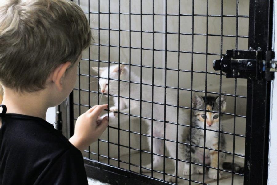 Bóra? Campanha de Adoção de Animais acontece amanhã (25) em Araraquara