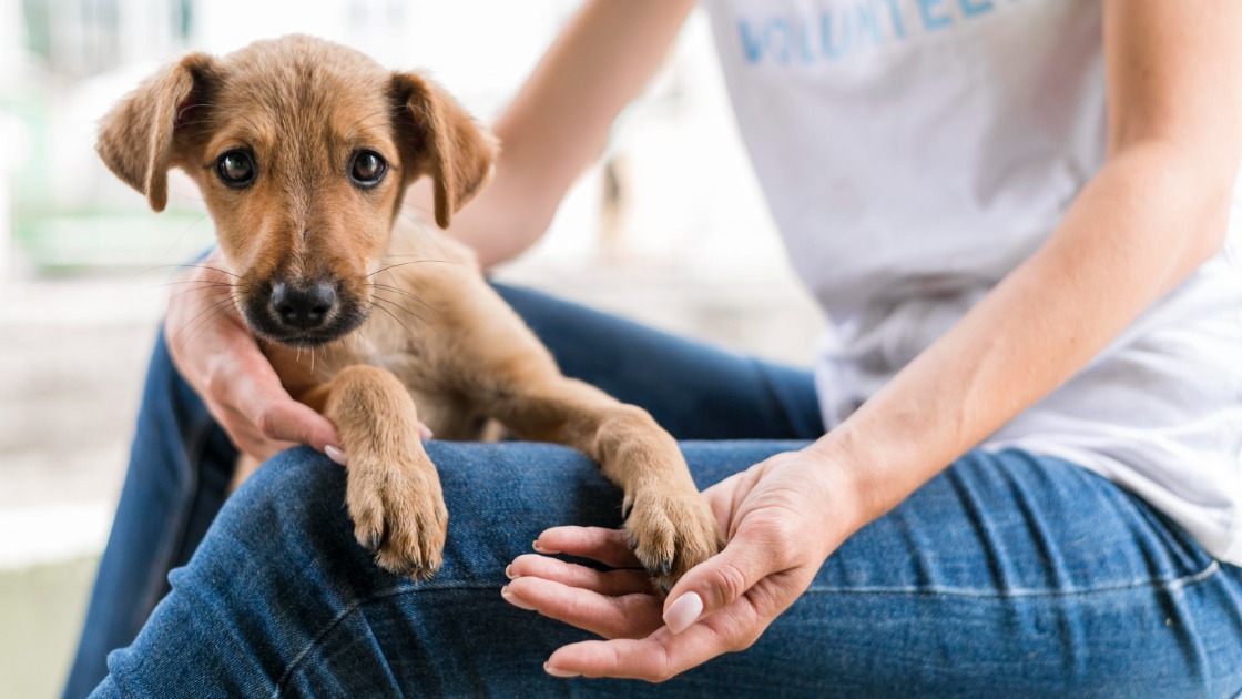 Parque Infantil recebe Campanha de Adoção de Animais ‘Edição Especial Filhotes’