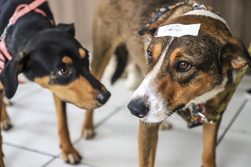 Cuidado e amor: veja como solicitar castração animal de graça em Araraquara