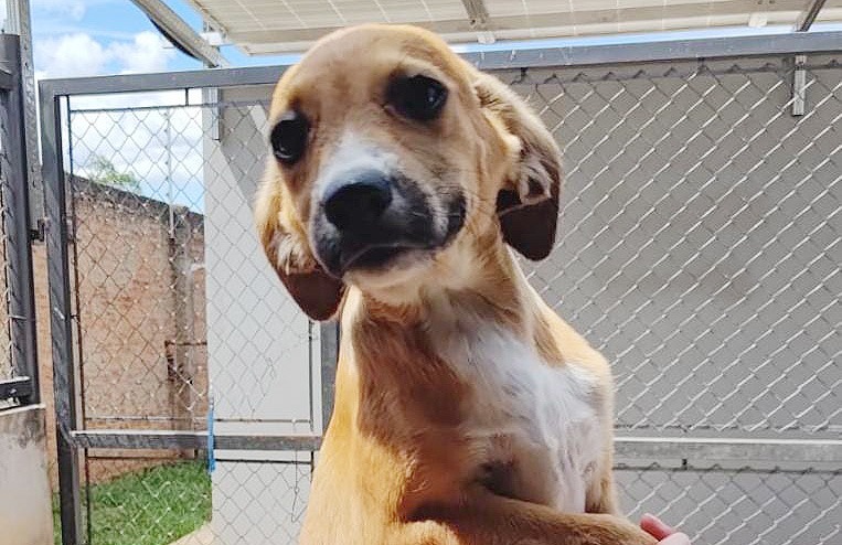 Filhotes: Araraquara realiza Campanha de Adoção de Animais neste sábado (27)