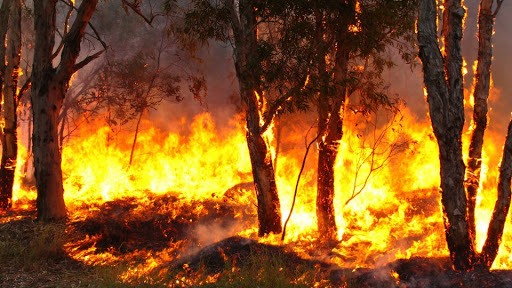 Aumento dos incêndios preocupa a Defesa Civil de Araraquara