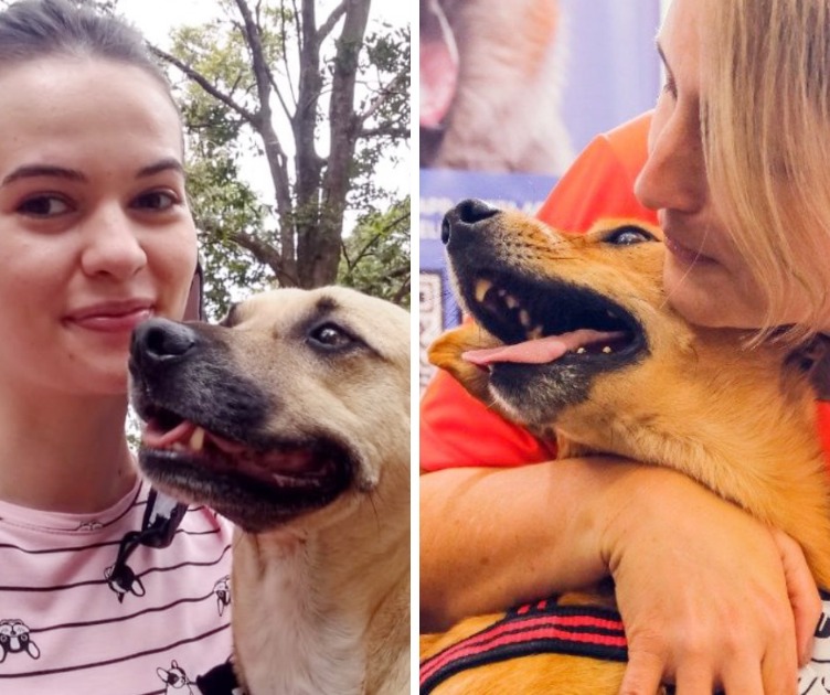 ‘Amigo Bicho’ convida voluntários para caminhar e socializar com animais disponíveis para adoção