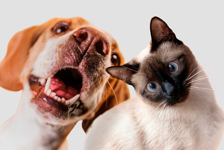 Dia Nacional dos Animais: conheça as leis que protegem os bichinhos