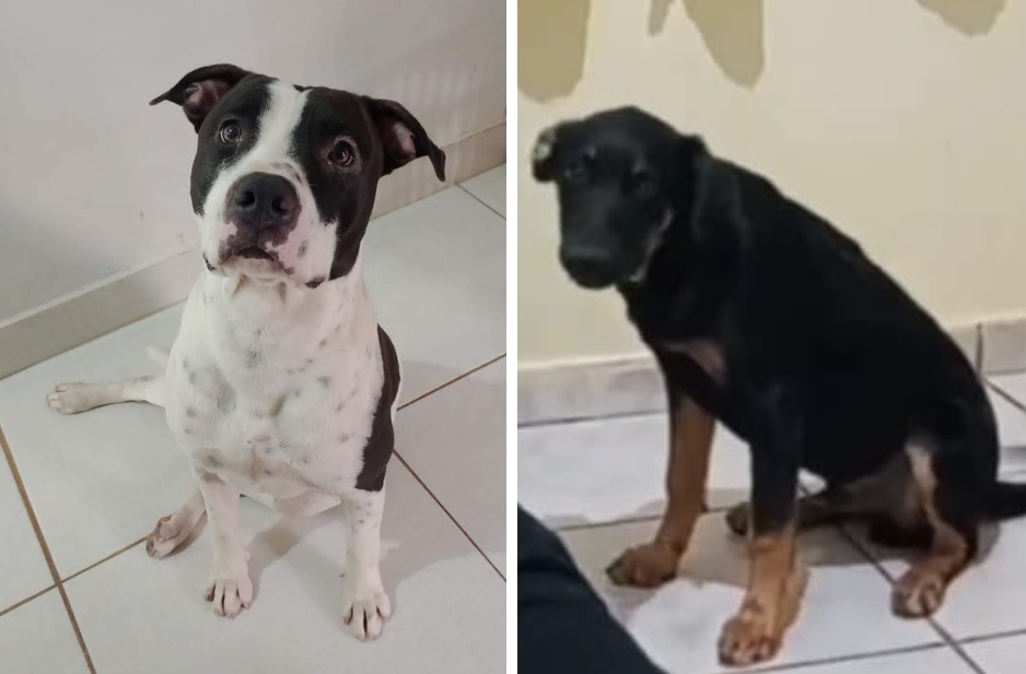 Cães fogem no Jardim Maria Luiza e família procura; pitbull tem apenas um ano