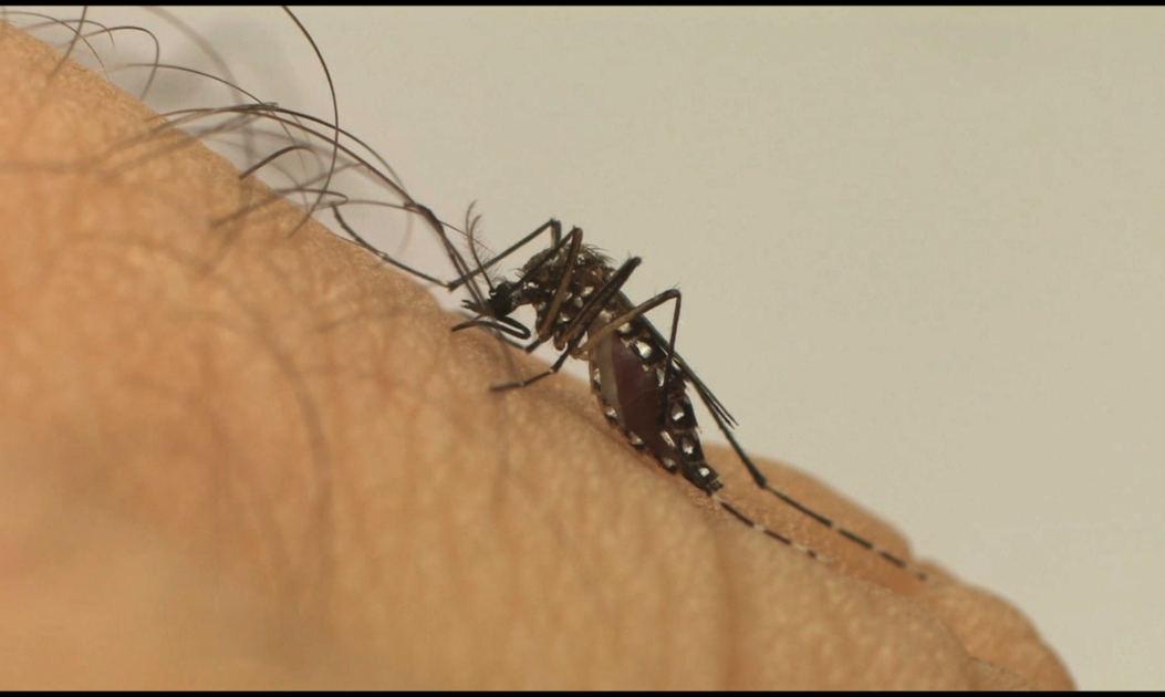 Araraquara apresenta aumento de casos de dengue; foram 40 confirmações em 24 horas