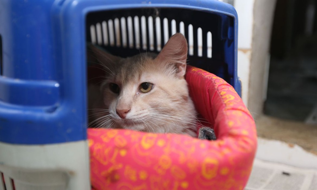 Entenda como funciona a guarda compartilhada de animais de estimação