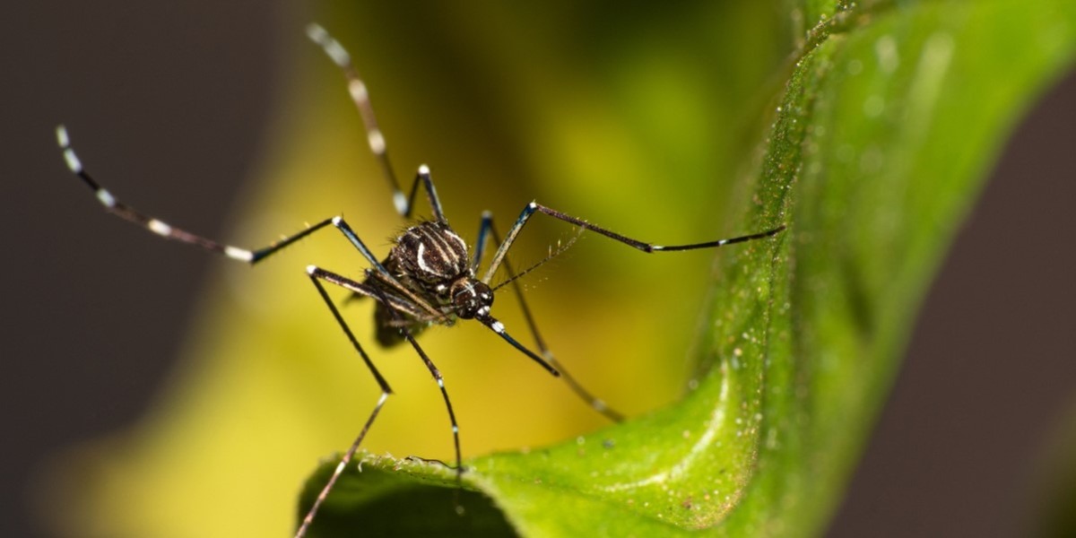 Com 8 novas confirmações, Araraquara contabiliza 908 casos de dengue; confira o boletim