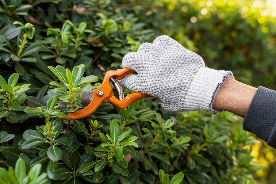 De Graça: Espaço Kaparaó está com inscrições abertas para curso livre de jardineiro