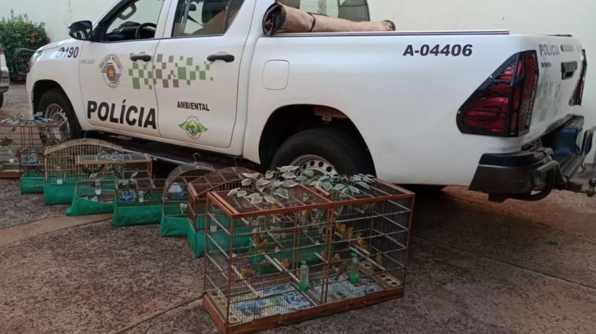 É crime: Polícia Ambiental resgata 82 aves silvestres em cativeiro ilegal em Araraquara