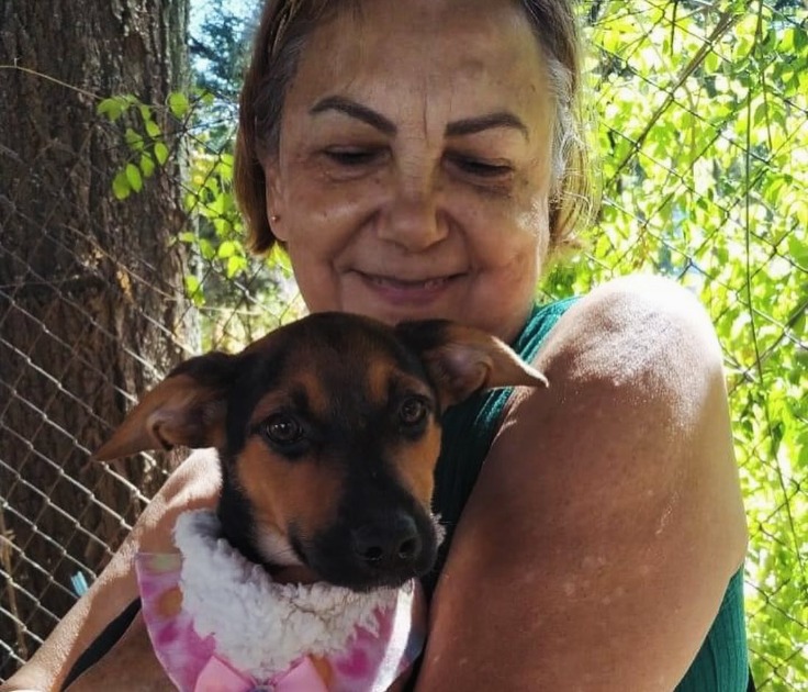 Araraquara realiza Campanha de Adoção de Animais neste sábado (20); adote
