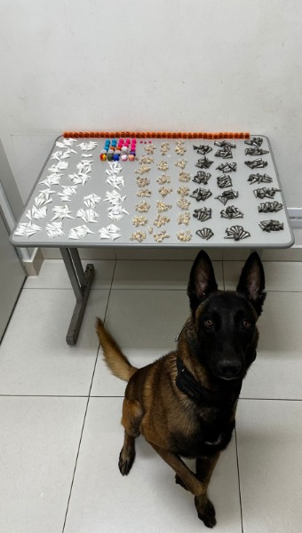 Cão farejador Bruck do Baep/Canil encontra mais de 400 pinos de cocaína no Jardim Paraíso