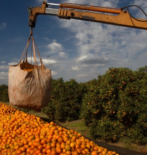 Citrosuco abre vagas de emprego para Fazenda Entre Rios em Boa Esperança do Sul