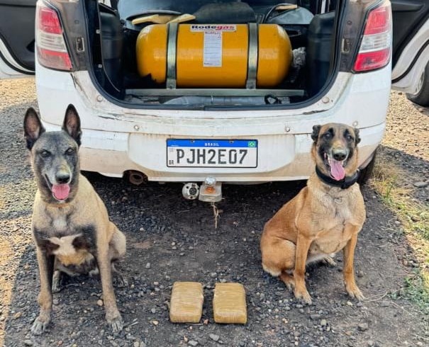 Cadelas farejadoras Kira e Atena encontram 2 tijolos de crack no porta-malas de carro em Taquaritinga