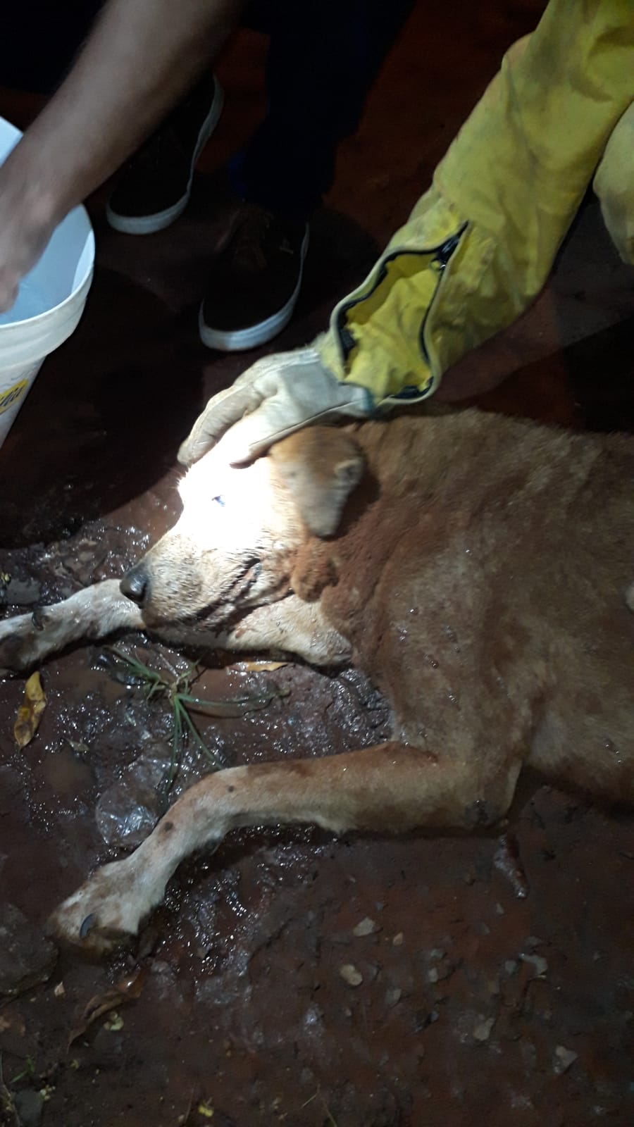 Bombeiros e moradores salvam cadela que ficou presa em buraco de 3 metros