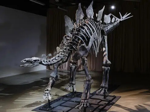 Esqueleto de dinossauro comprado por mais de R$ 260 milhões ganha lar temporário