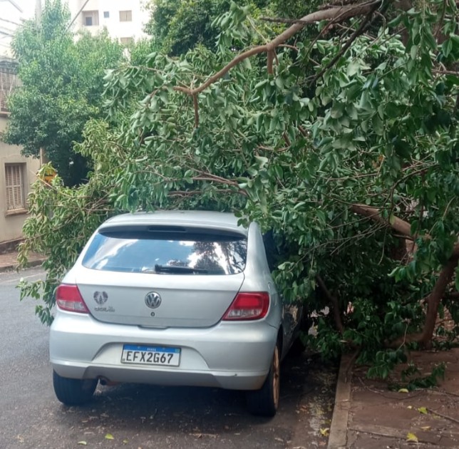 Árvore cai sobre carro em Araraquara após pedido de poda ignorado pelo Daae