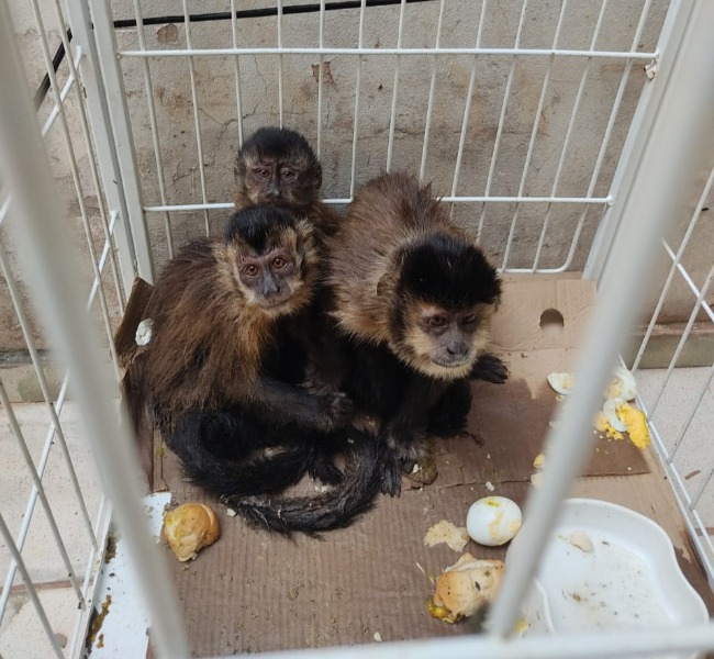 Trio é preso em flagrante com macacos-prego na região de Araraquara