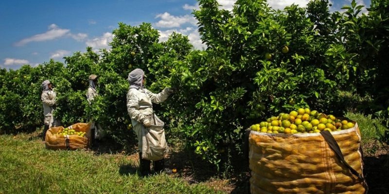 Exportações de Araraquara crescem 30% em 2024, mas série histórica revela desafios