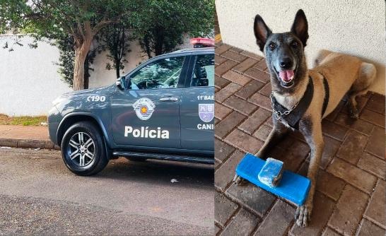 Homem procurado pela Justiça é preso e canil do BAEP apreende maconha no Jardim Paraíso