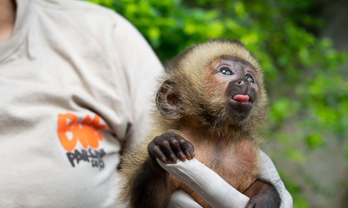 Espécie em risco, macaco-prego-do-peito-amarelo nasce no Bioparque-Rio