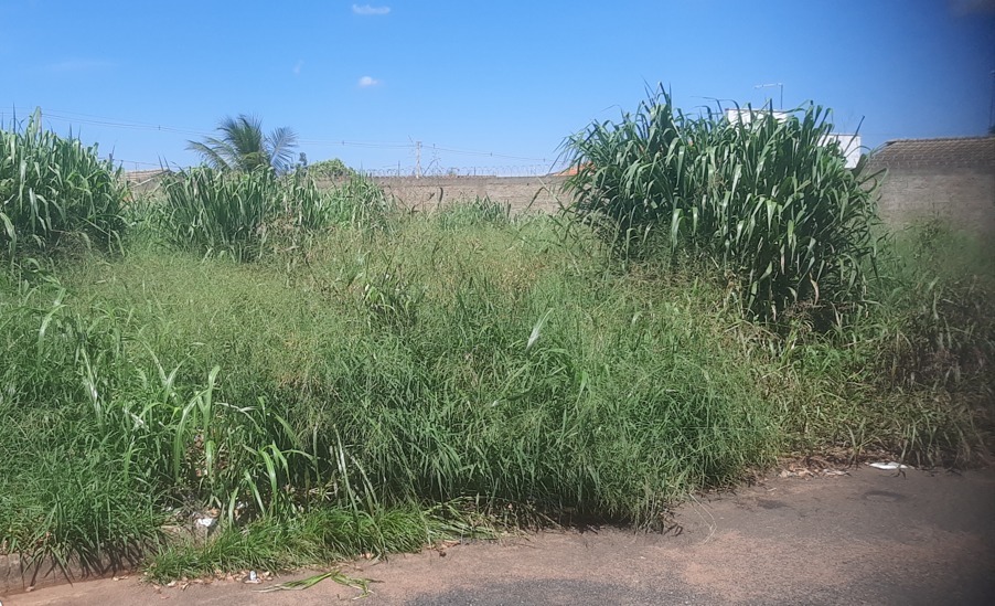 Prefeitura de Araraquara notifica 22 mil terrenos e exige limpeza; veja os bairros