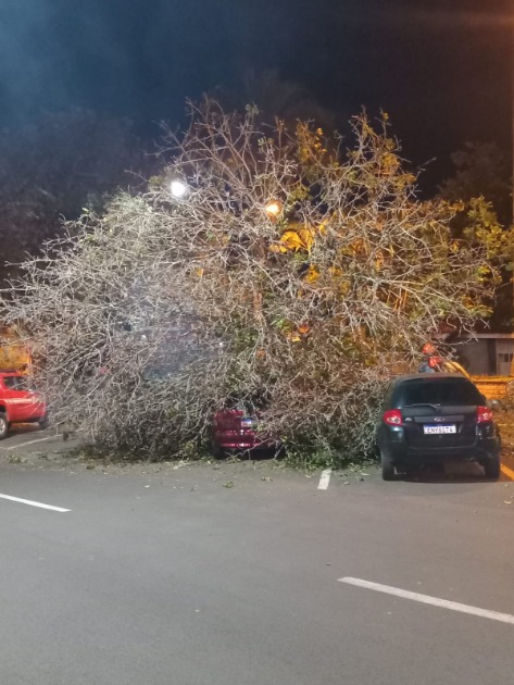 Árvore de grande porte cai e danifica três veículos na Praça Pedro de Toledo