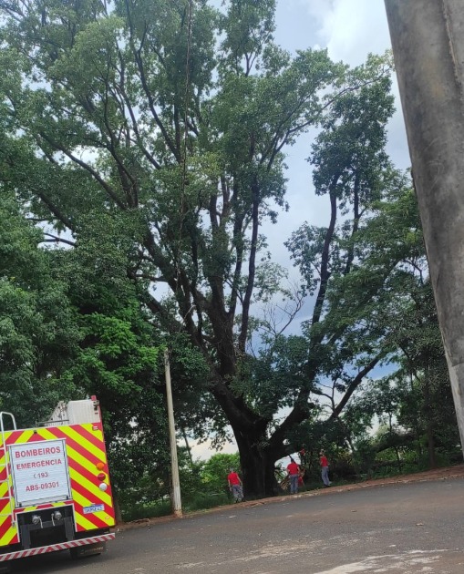 Galho de árvore gigante cai e arranca três postes em Araraquara