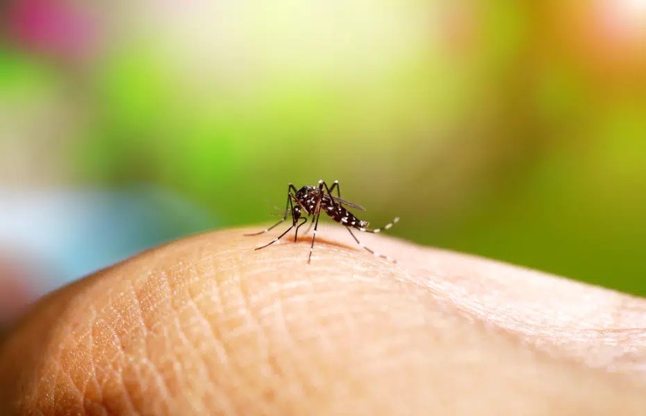Dengue tipo 3 em Araraquara; ações de combate e vacinação são intensificadas neste sábado (22)