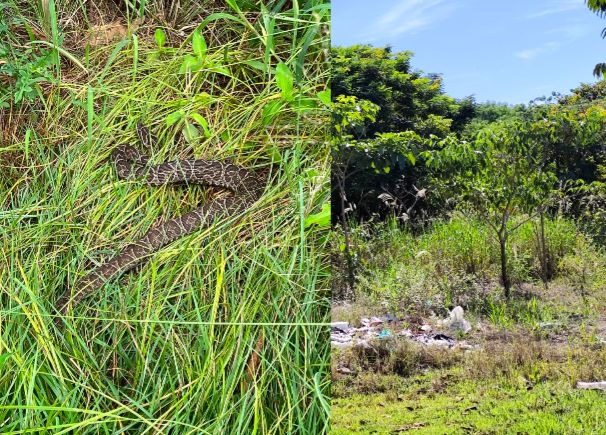 Moradores reclamam de animais peçonhentos e o abandono de praça no bairro Vistas do Horto