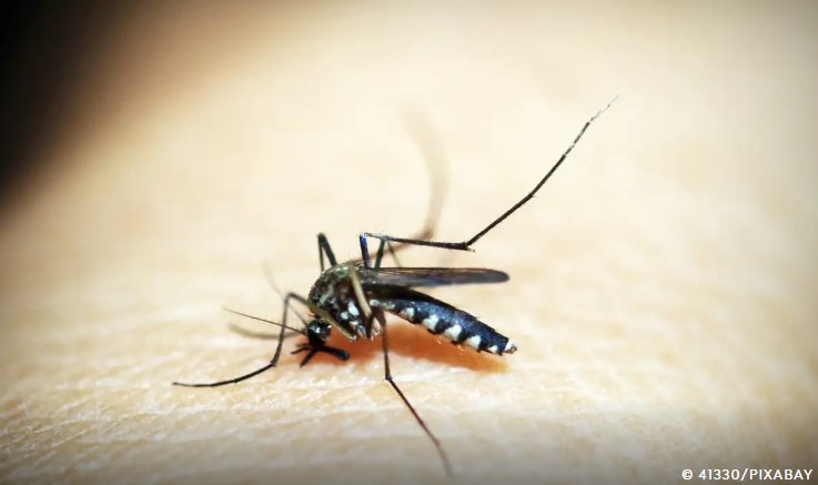 Dengue assusta Araraquara! Número de casos explode e prefeitura faz alerta