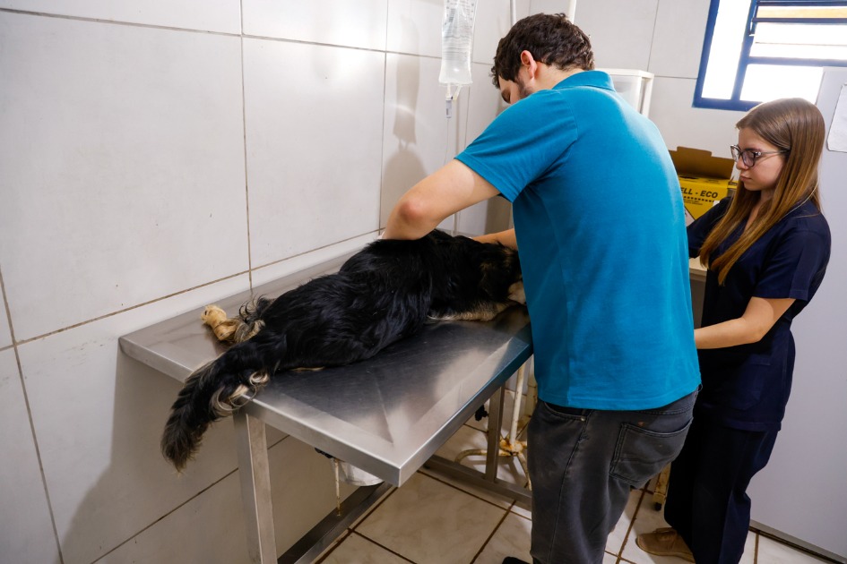Veja como solicitar castração animal de graça em Araraquara