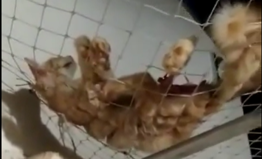 Gato morto é jogado na casa de protetora de animais eleita como vereadora