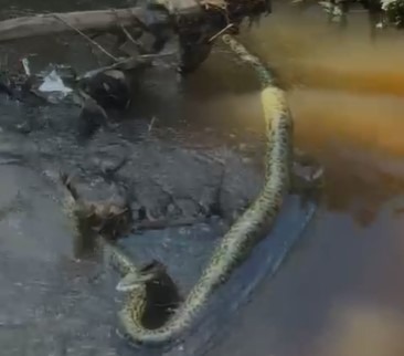 Sucuri gigante aparece no Centro de Boa Esperança do Sul