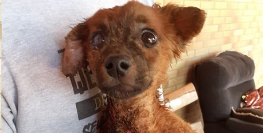 Cachorrinha queimada no Selmi Dei não resiste aos ferimentos e morre