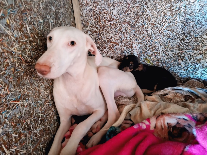 Branquinho, cão resgatado em Boa Esperança do Sul, precisa de adestrador para adoção segura