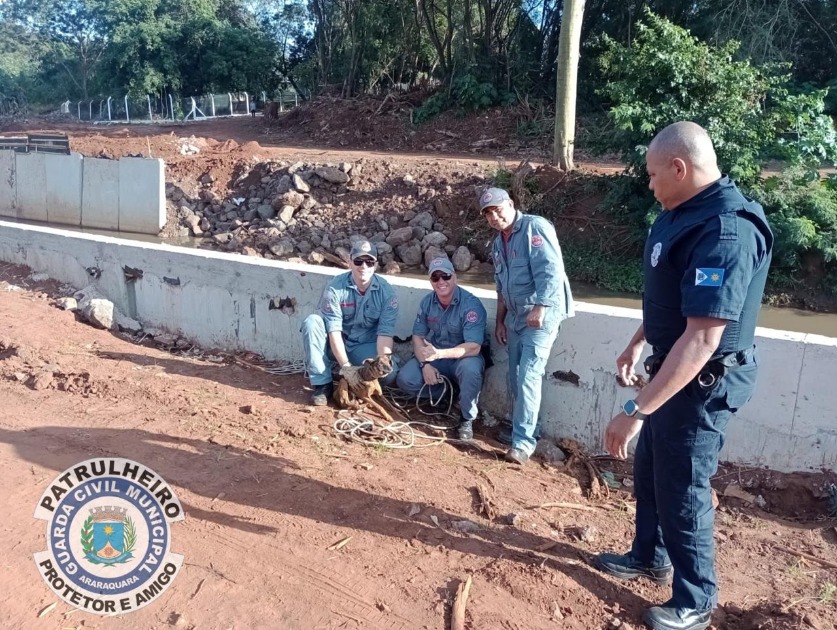 GCM e bombeiros resgatam cachorro em situação de risco ás margens de rio no Jardim Tamoio